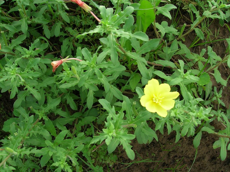 Cutleaf Evening Primrose photo 2