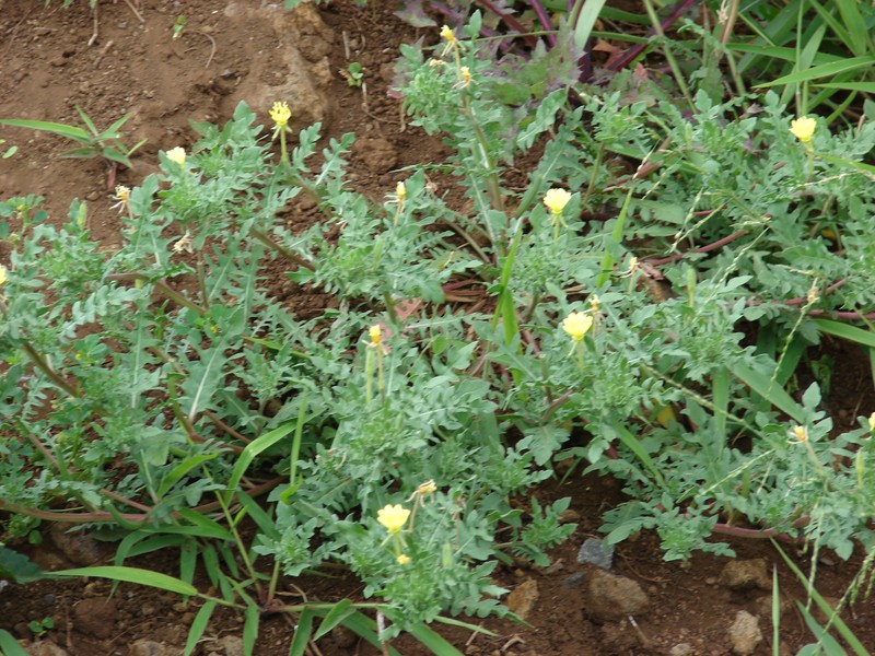 Cutleaf Evening Primrose photo 3