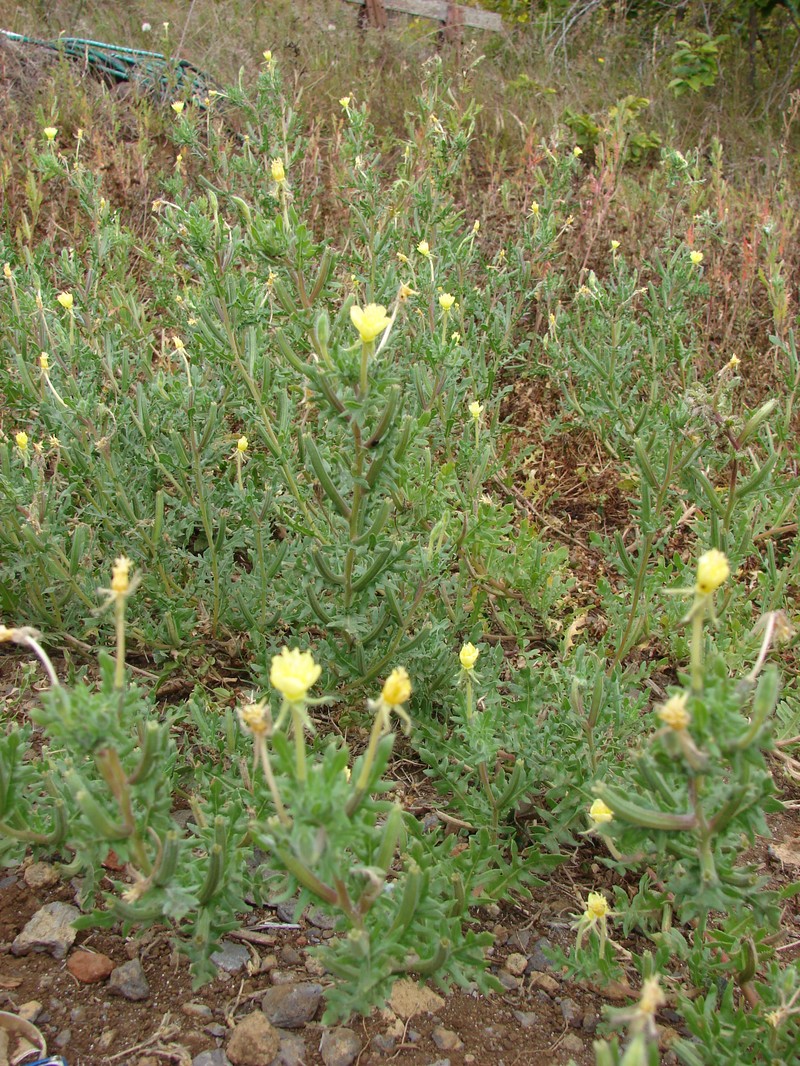 Cutleaf Evening Primrose photo 4