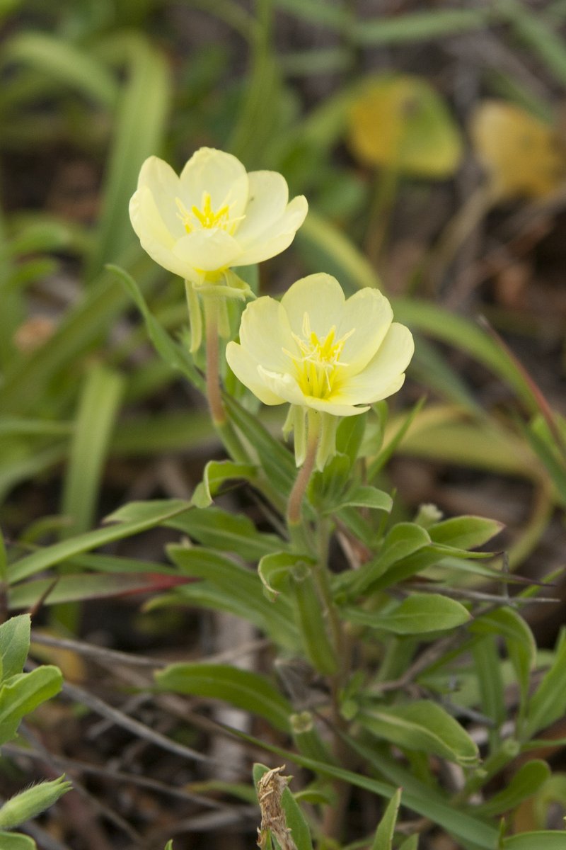 Cutleaf Evening Primrose
