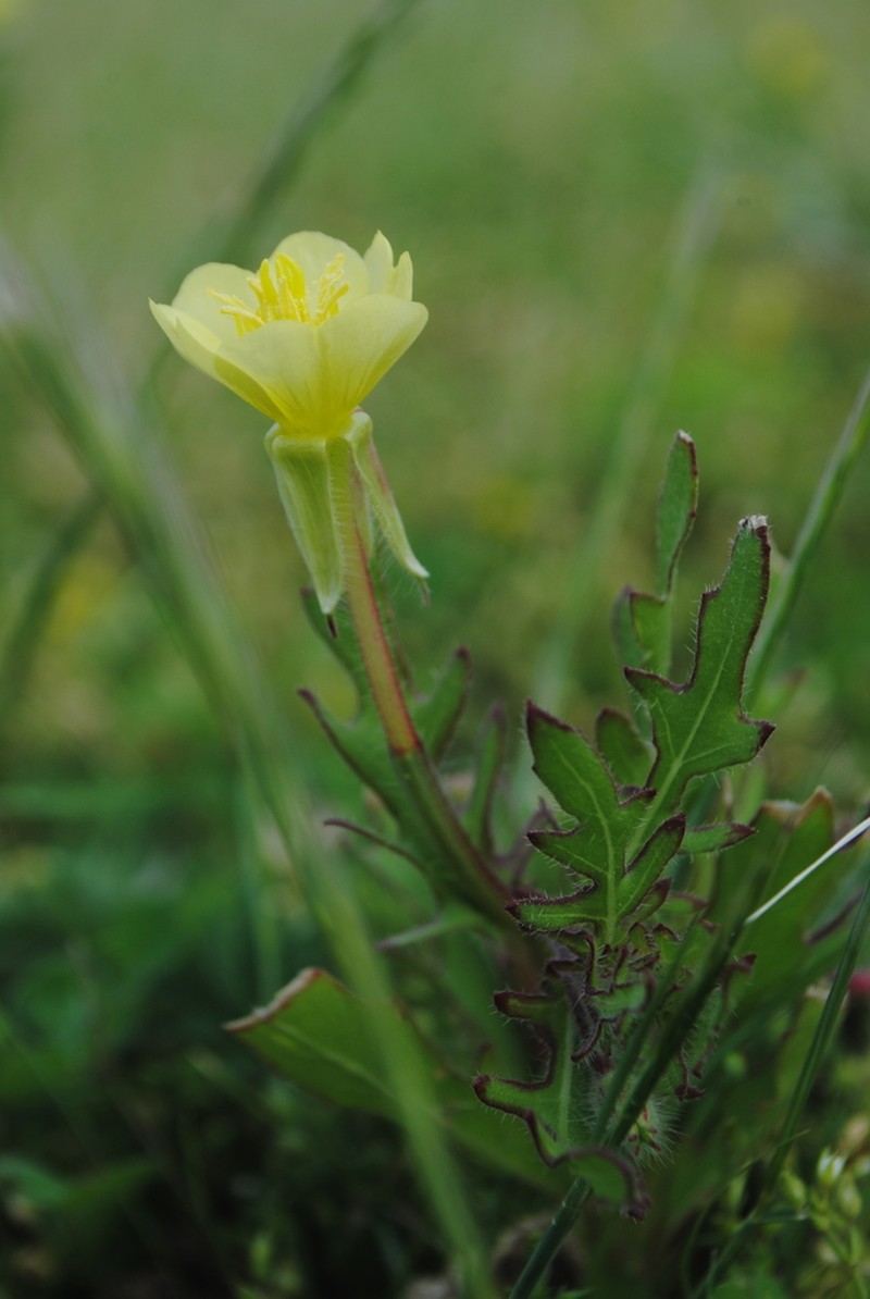 Cutleaf Evening Primrose photo 2