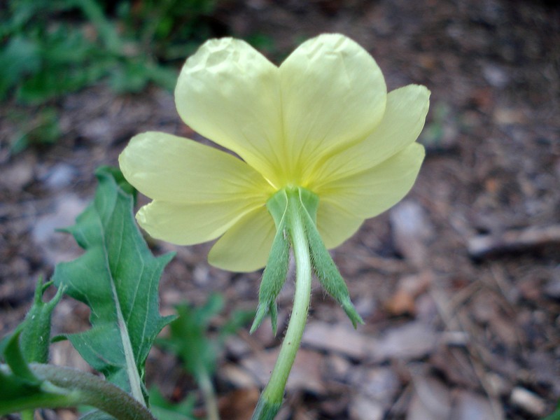 Cutleaf Evening Primrose photo 3