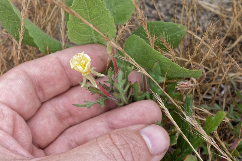 Cutleaf Evening Primrose photo 4