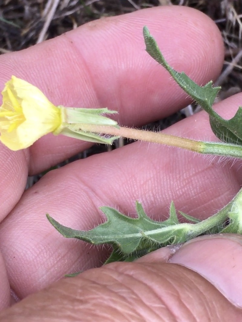 Cutleaf Evening Primrose photo 5