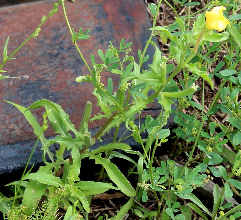 Cutleaf Evening Primrose photo 6