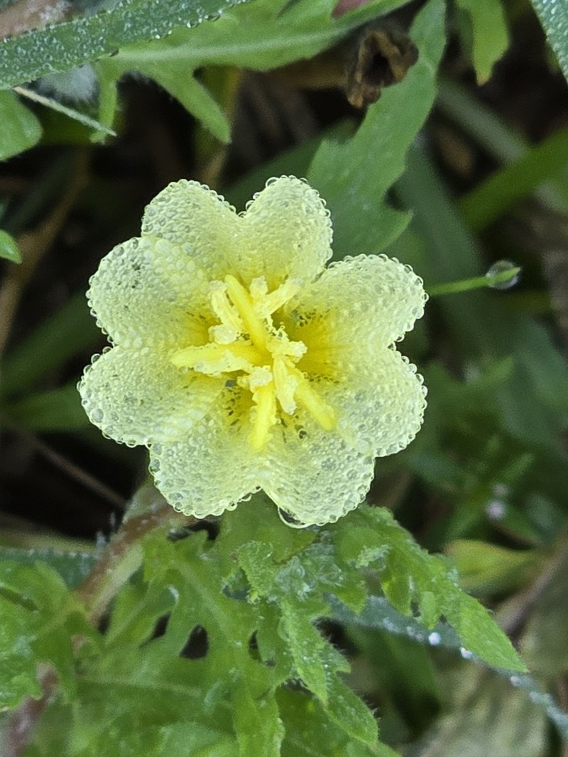 Cutleaf Evening Primrose photo 7