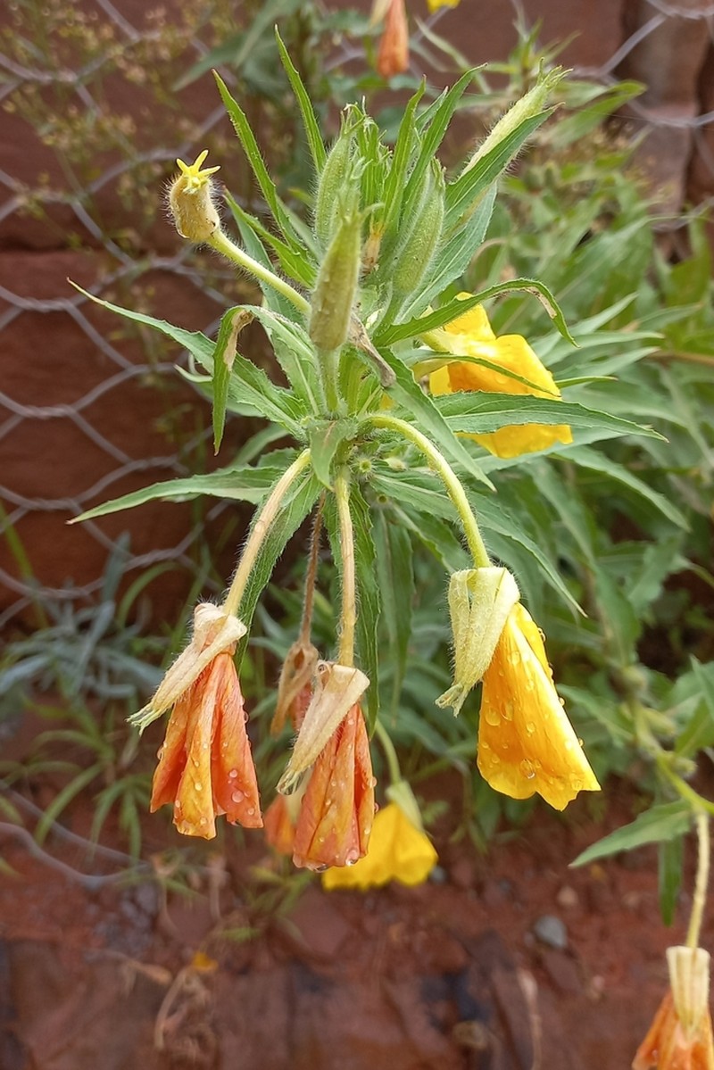 Oenothera lasiocarpa