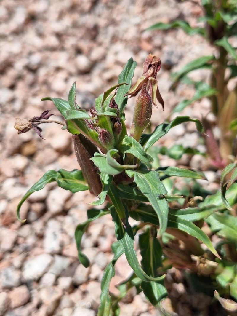 Oenothera lasiocarpa photo 2
