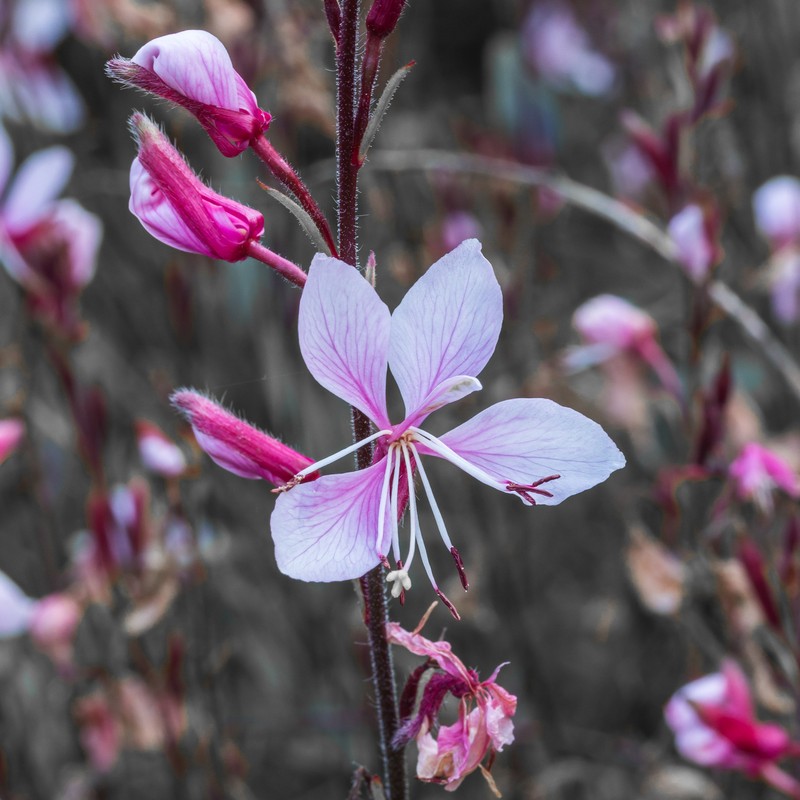 Lindheimer's Beeblossom photo 2