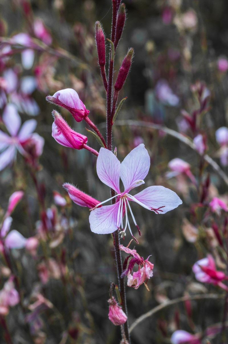 Lindheimer's Beeblossom photo 3