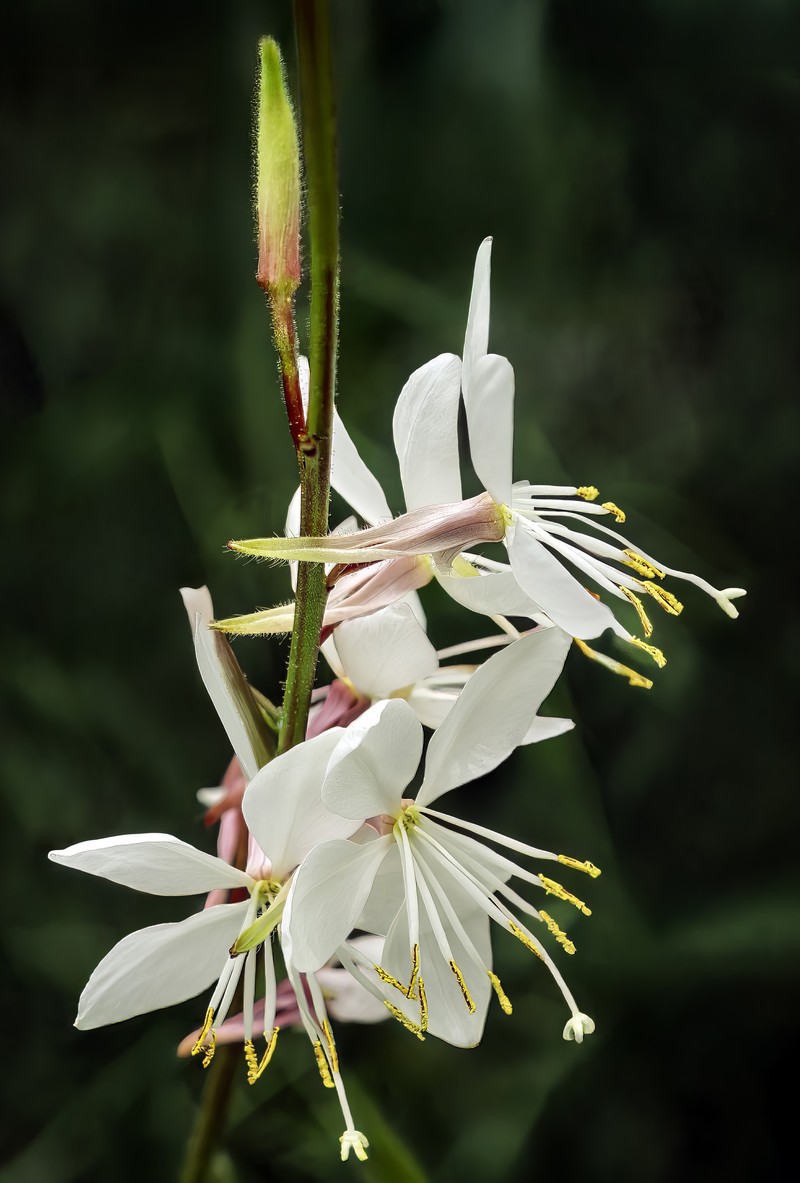 Lindheimer's Beeblossom