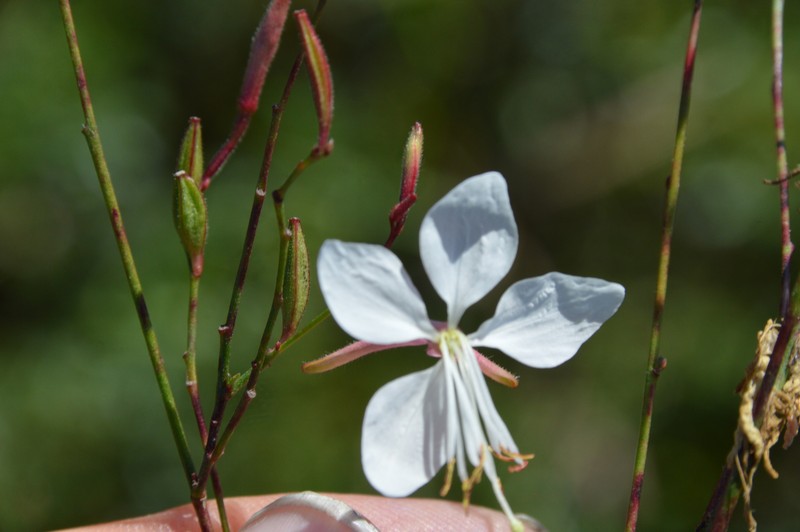 Lindheimer's Beeblossom photo 4