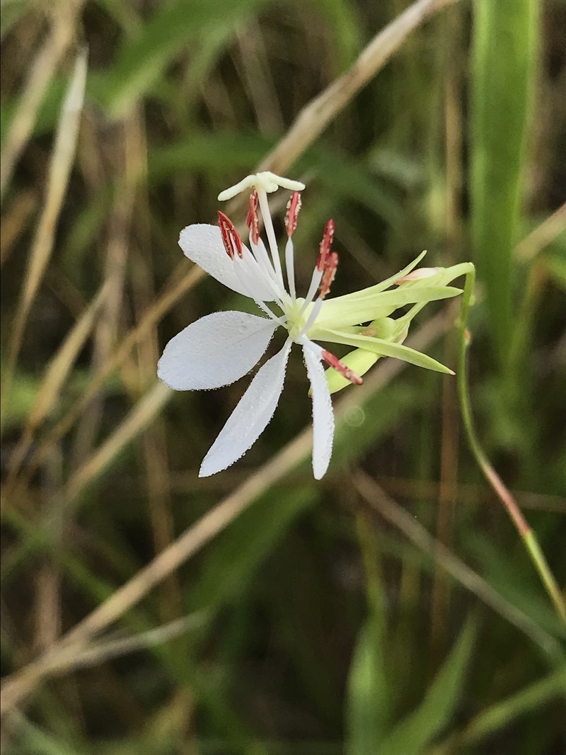Lindheimer's Beeblossom photo 5