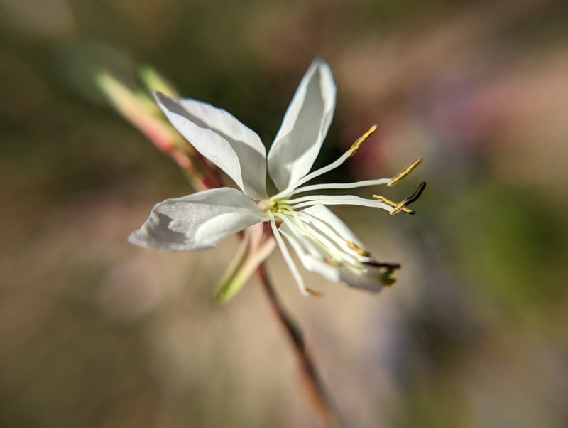 Lindheimer's Beeblossom photo 3
