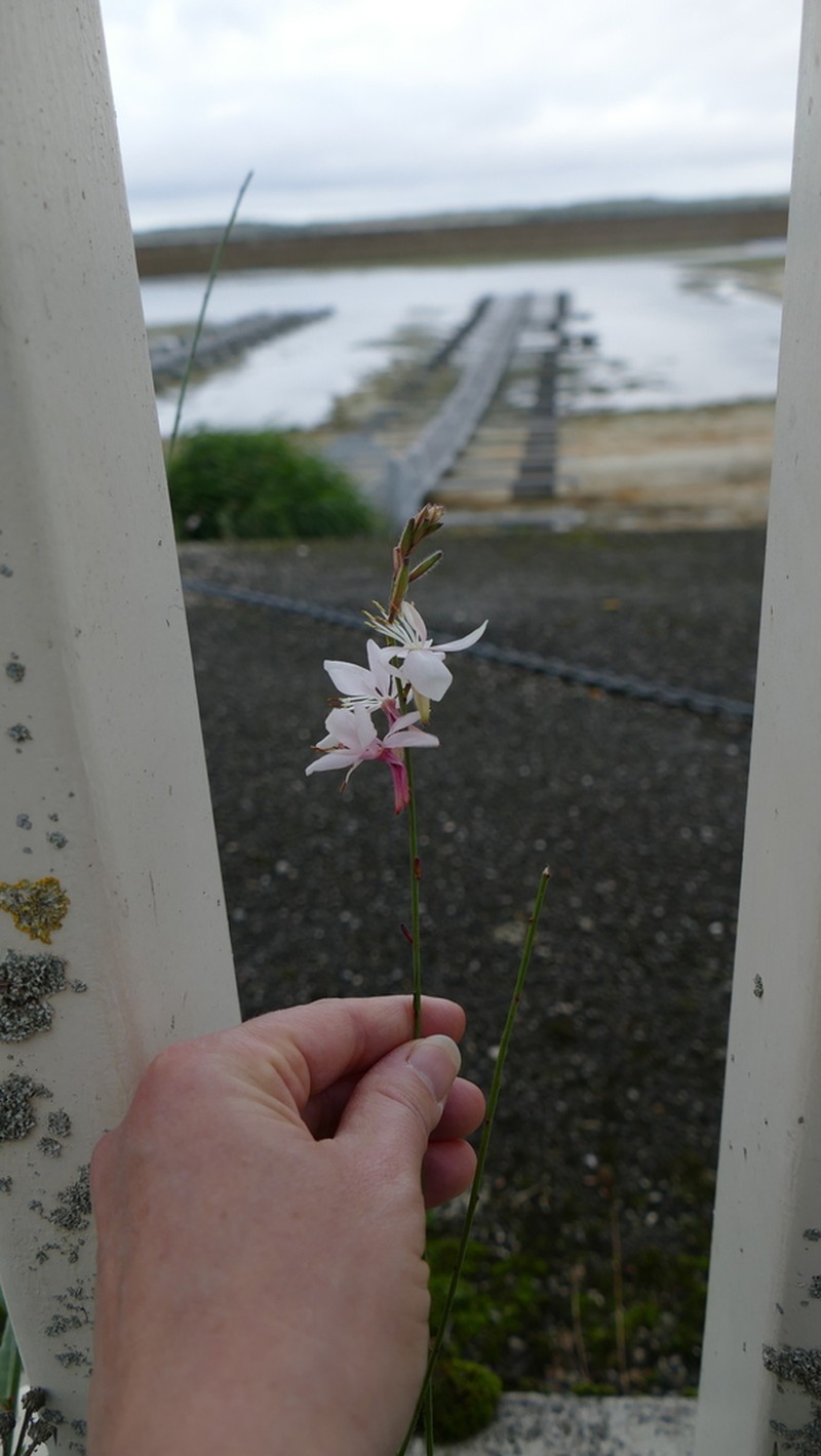 Lindheimer's Beeblossom photo 4
