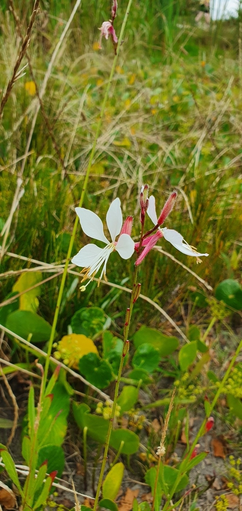 Lindheimer's Beeblossom photo 5