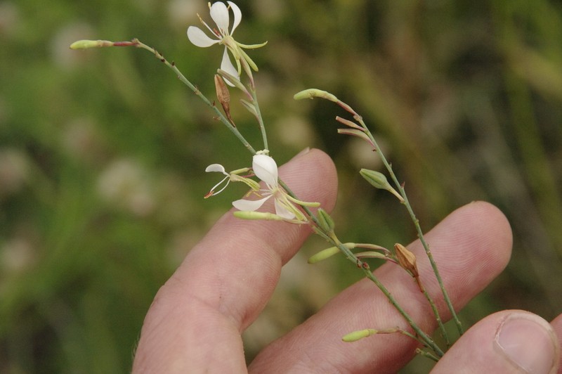 Lindheimer's Beeblossom photo 6