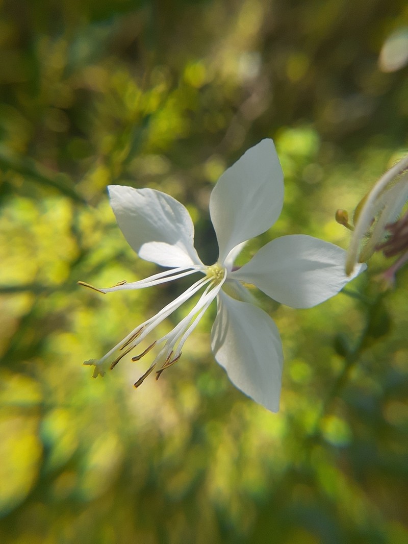 Lindheimer's Beeblossom photo 7