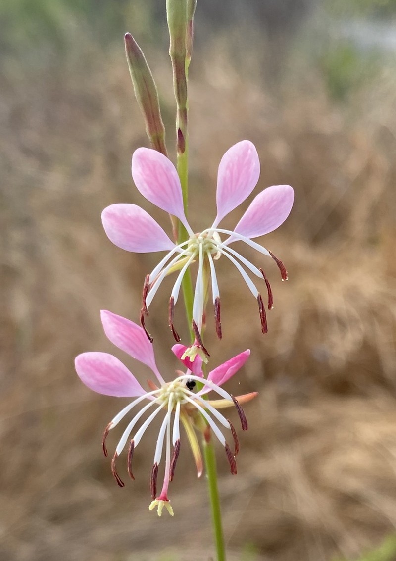 Lindheimer's Beeblossom photo 8