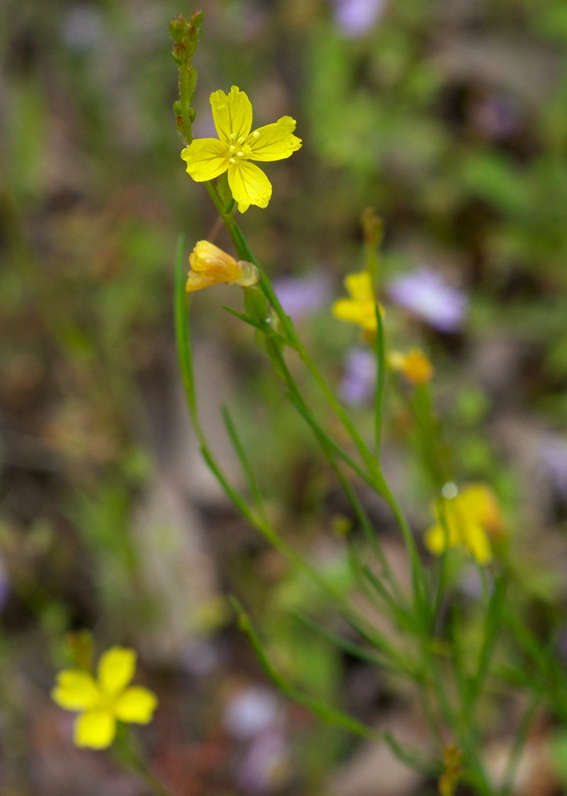 Threadleaf Evening Primrose