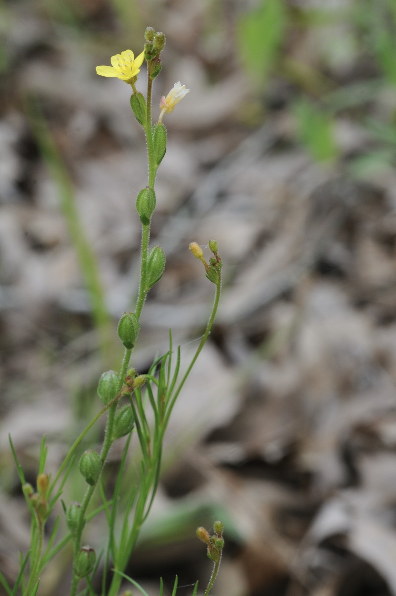 Threadleaf Evening Primrose photo 2
