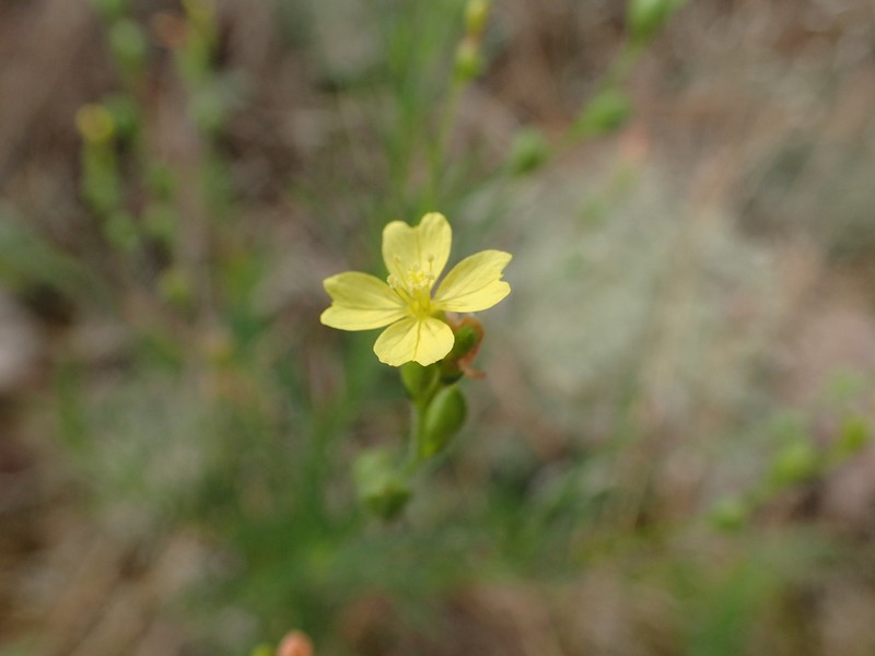 Threadleaf Evening Primrose