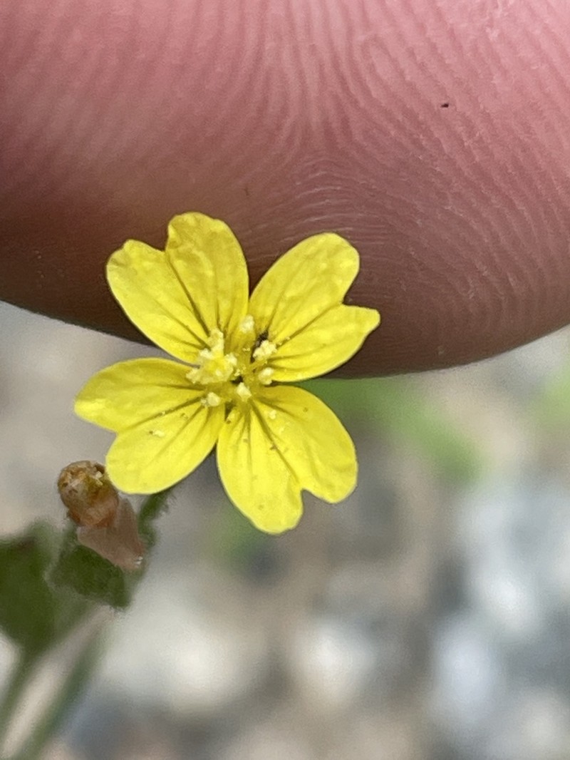 Threadleaf Evening Primrose photo 2