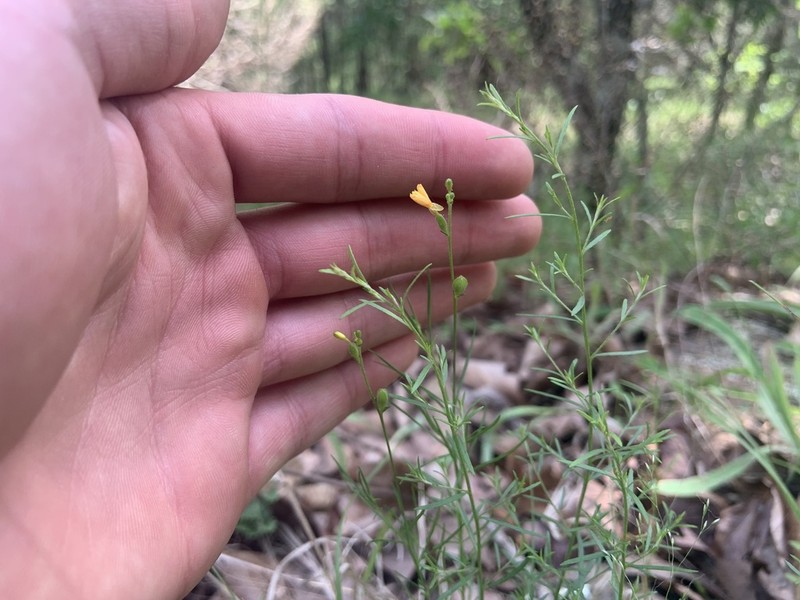 Threadleaf Evening Primrose photo 3