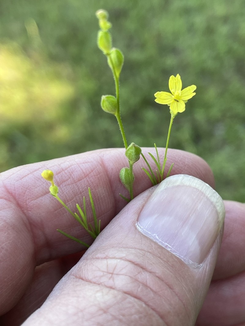 Threadleaf Evening Primrose photo 4