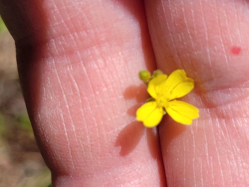 Threadleaf Evening Primrose photo 5