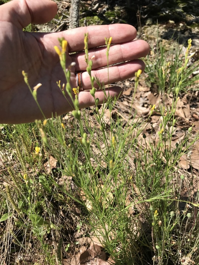Threadleaf Evening Primrose photo 6