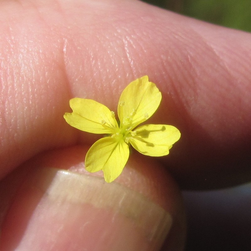 Threadleaf Evening Primrose photo 7