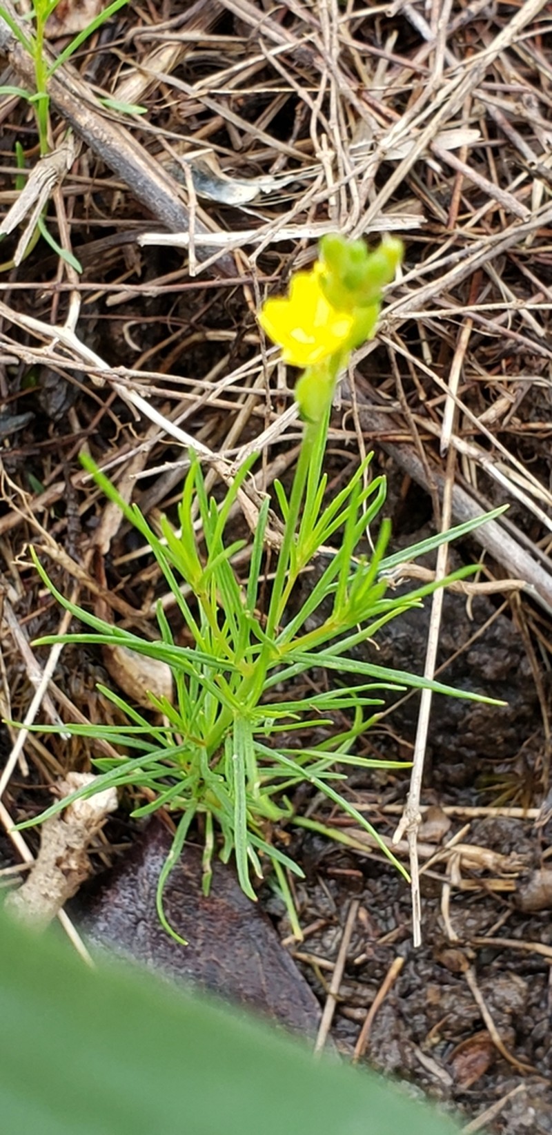 Threadleaf Evening Primrose photo 8