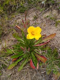 Oenothera longiflora