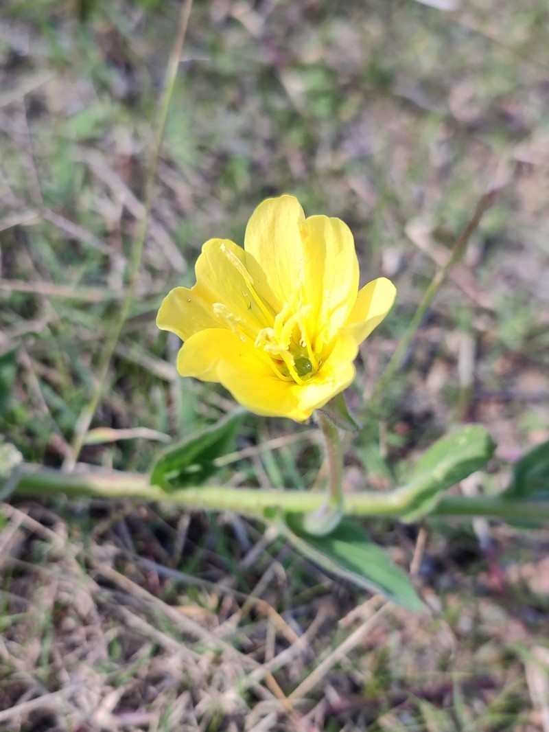 Oenothera longiflora photo 2