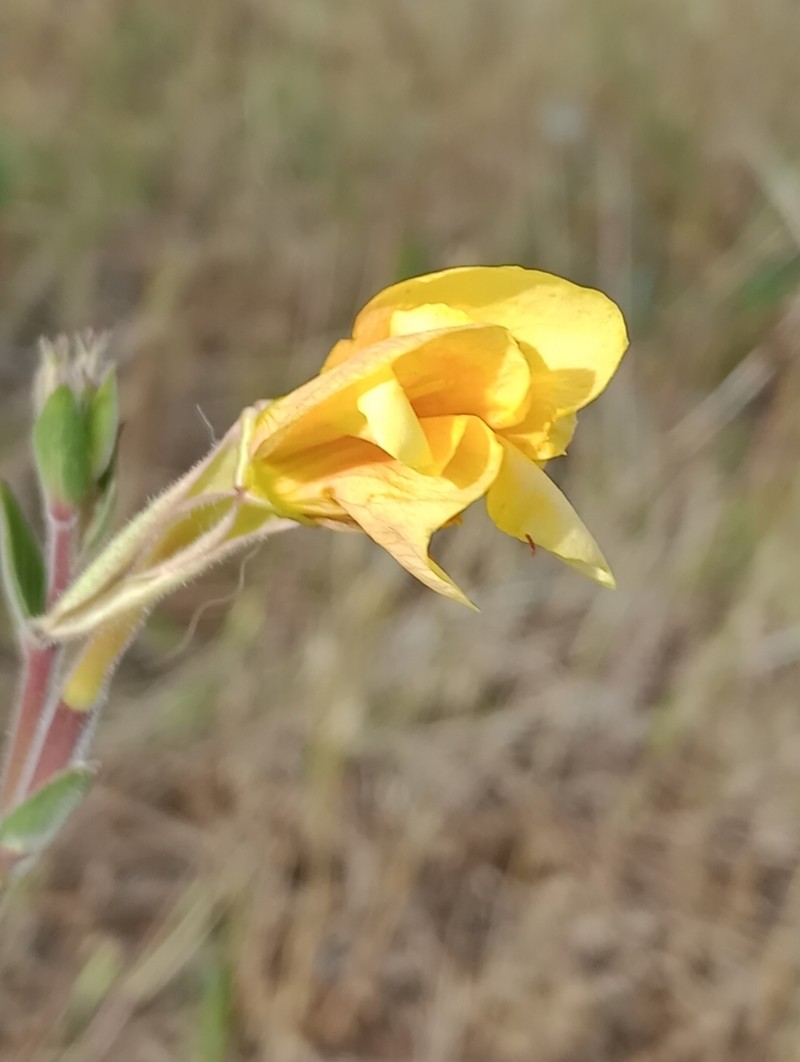 Oenothera longiflora photo 3