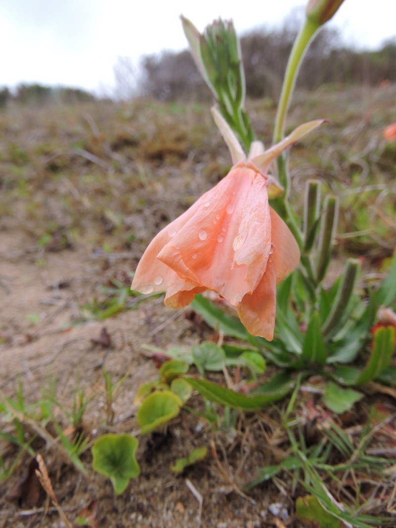 Oenothera longiflora photo 4