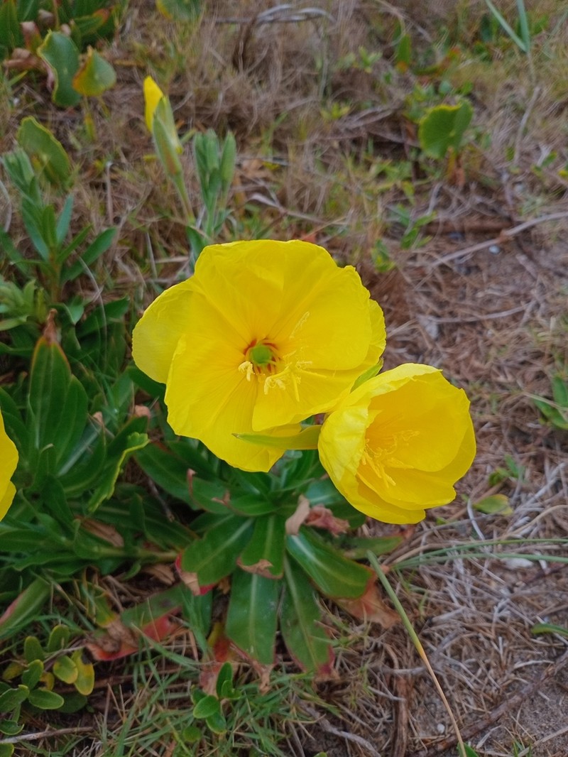 Oenothera longiflora photo 5