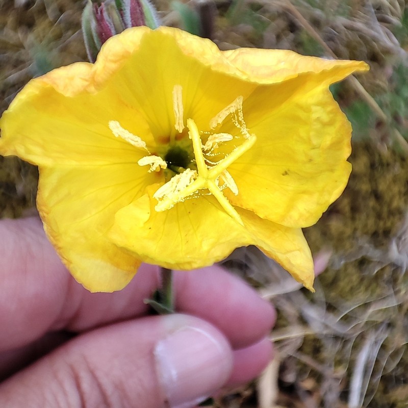 Oenothera longiflora photo 6