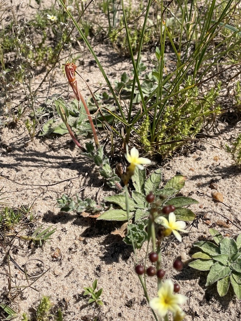 Oenothera longiflora photo 7