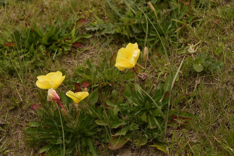 Oenothera longiflora photo 8