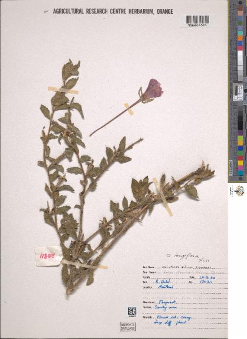 Oenothera longiflora subsp. longiflora