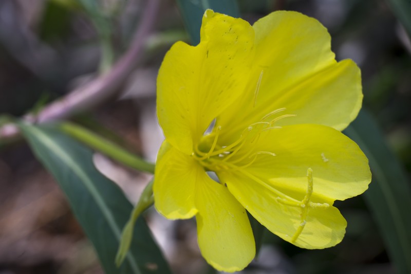 Longstem Evening Primrose photo 4