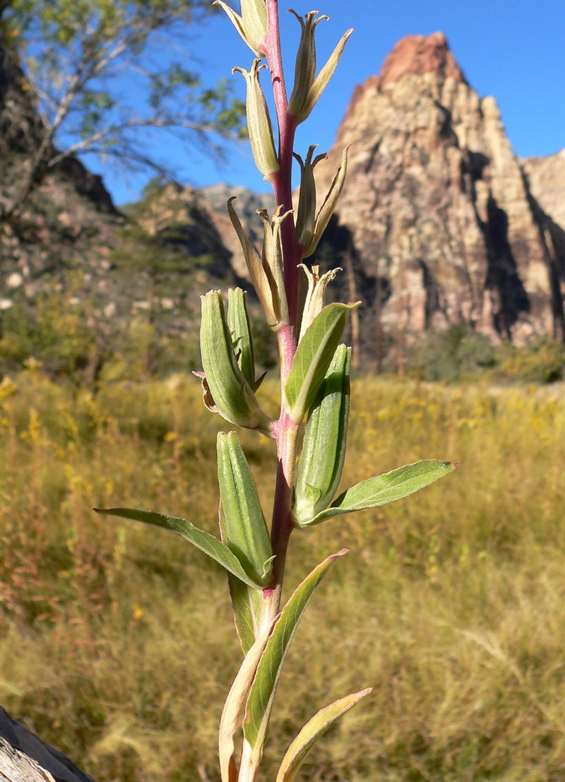 Longstem Evening Primrose photo 5
