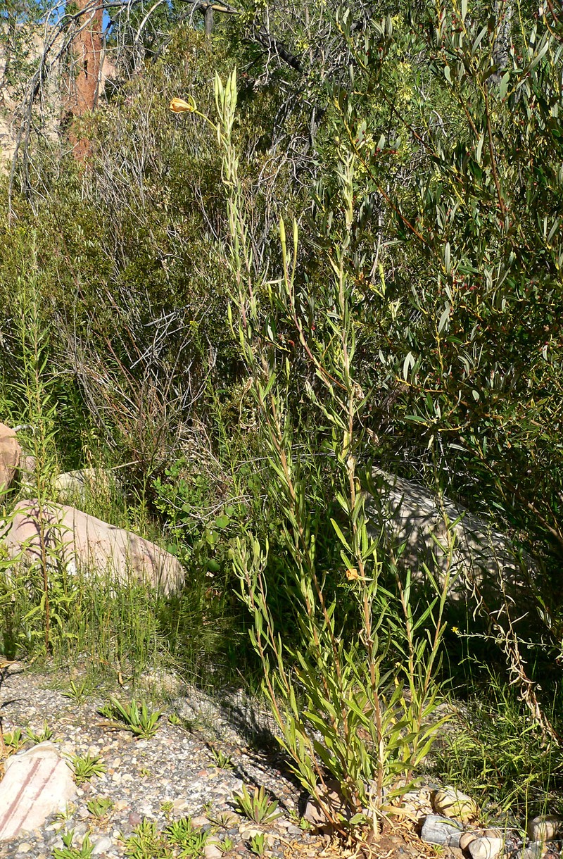 Longstem Evening Primrose photo 6