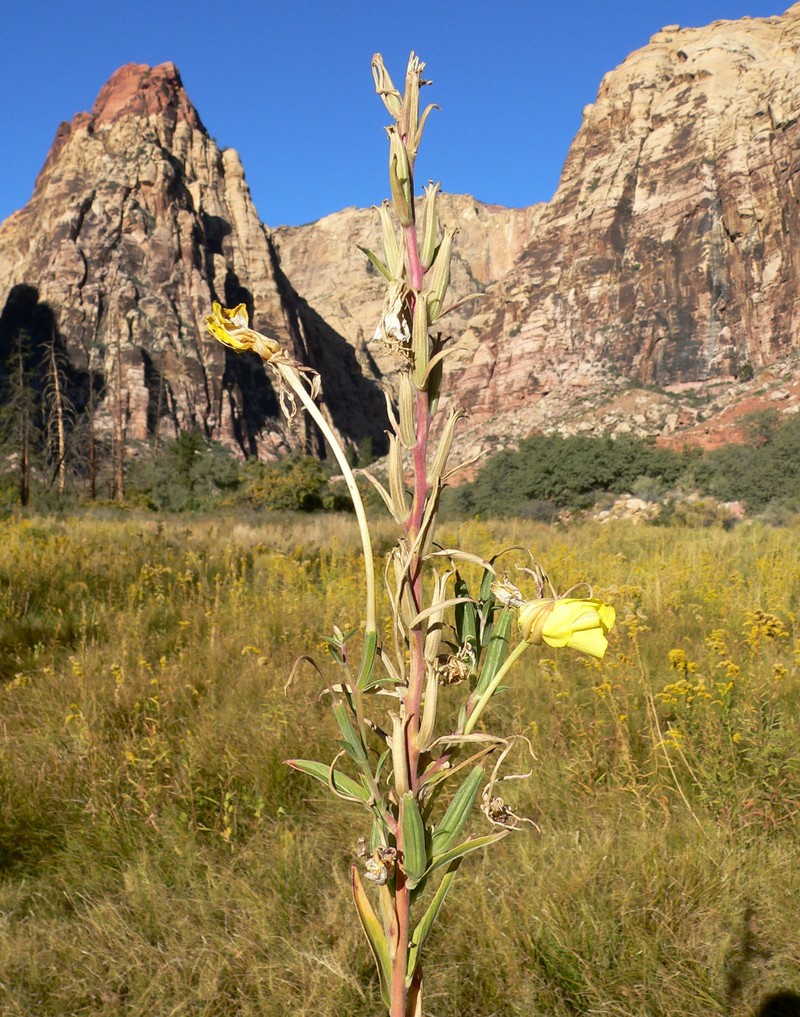 Longstem Evening Primrose photo 2