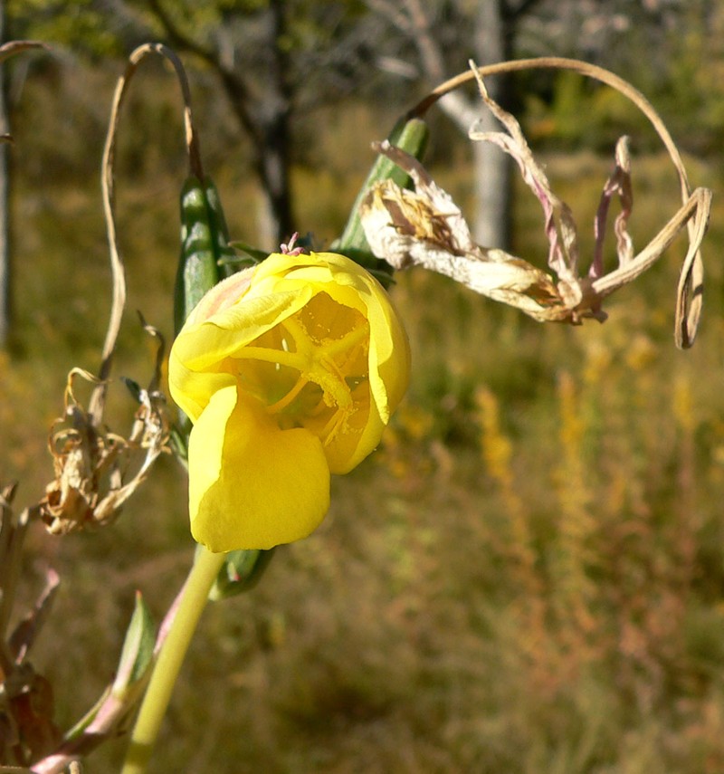 Longstem Evening Primrose photo 3