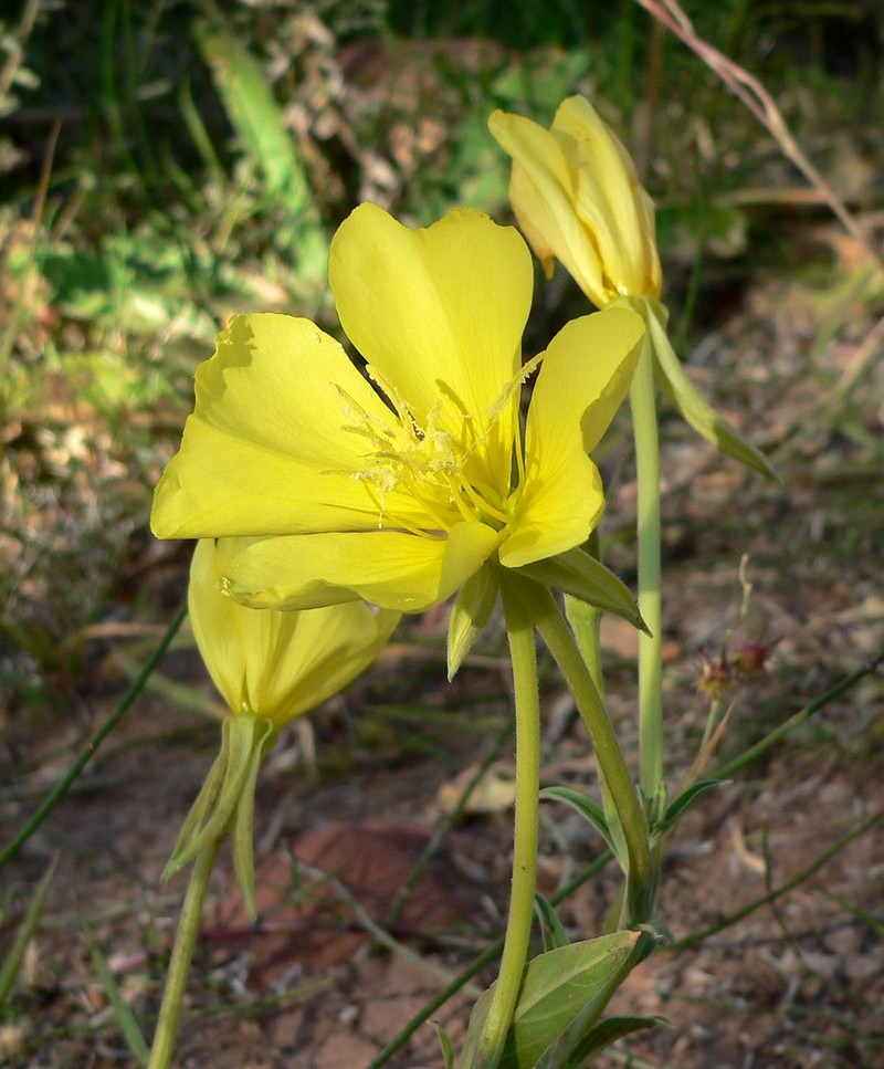 Longstem Evening Primrose