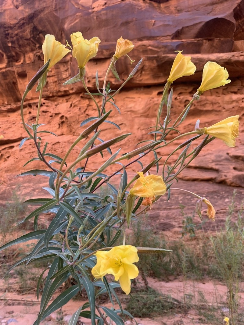 Longstem Evening Primrose photo 3
