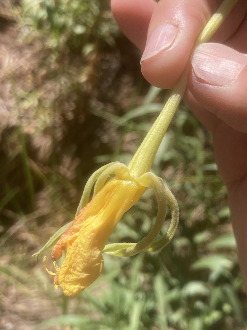 Longstem Evening Primrose photo 4